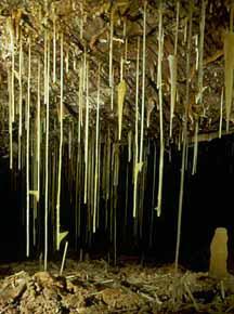 Kartchner Cavern "soda straws"